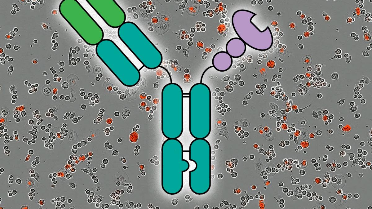 Immuntherapie-bei-Krebs-Forscher-helfen-beim-Knacken-der-Zucker-Tarnung