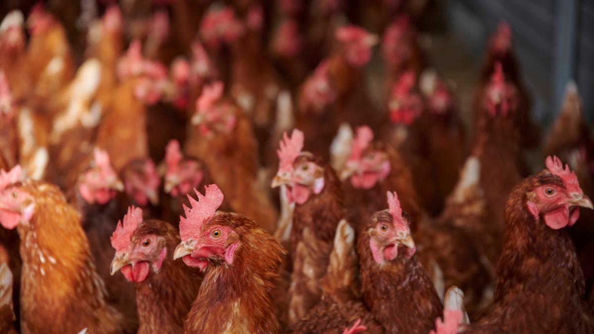 Avian influenza in the Rendsburg area: Confinement order extended