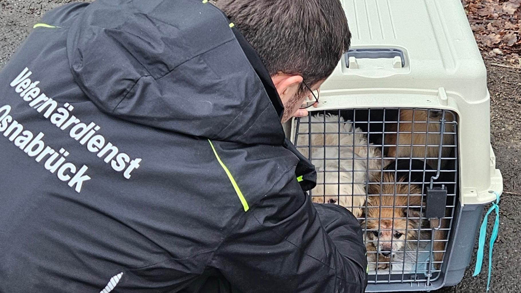 Befreiung von 17 Hunden im Südkreis: Was wir wissen und was nicht