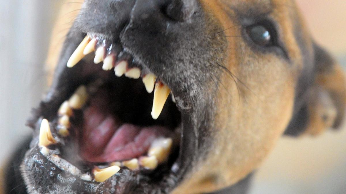 A dog for €30,000 - | what problem animals cost the district