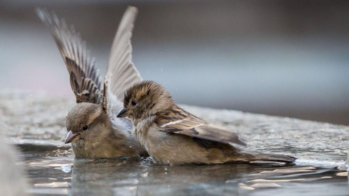 So-helfen-Sie-V-geln-bei-Frost-damit-sie-nicht-verdursten