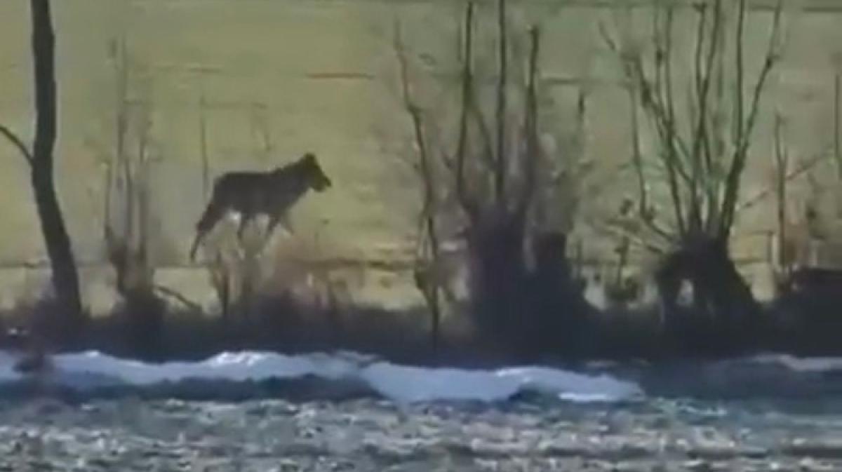 Wolf in Grundhof bei Angeln gesichtet: Jäger filmt das Tier