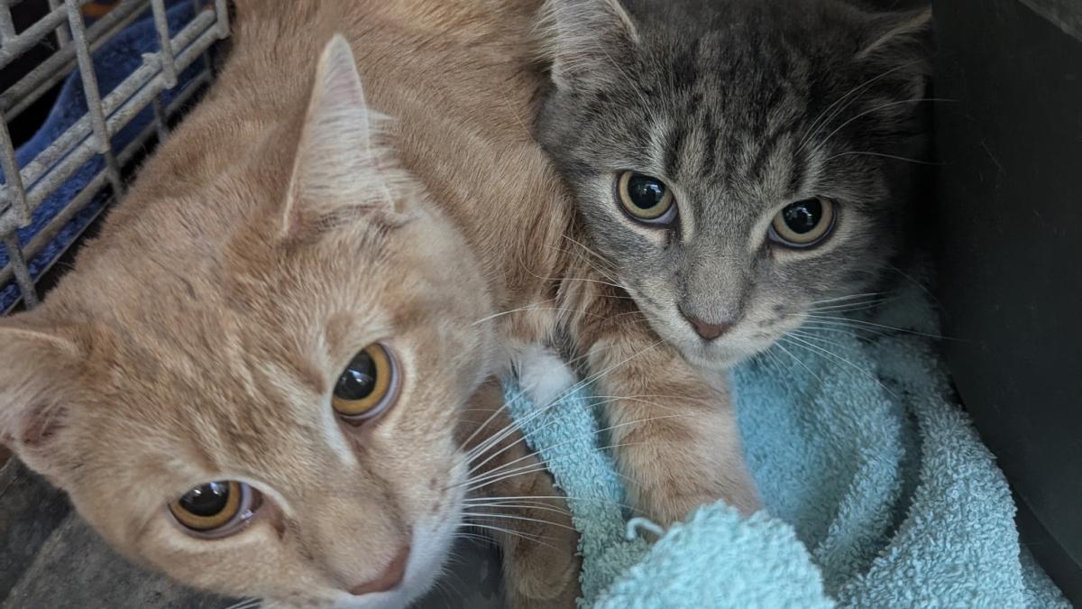 Eutin: 30 cats in animal shelter after failed breeding attempt