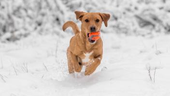<p>Hund haben ist Herzenssache, kein Steuersparmodell. Nur in bestimmten Fällen erkennt das Finanzamt Ausgaben für den Vierbeiner an. (zu dpa: «Steuern sparen mit dem Vierbeiner?»)</p>