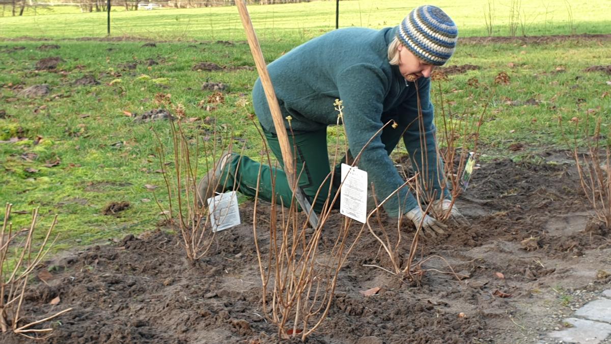 Kein-Update-f-r-die-Hecke-Im-Garten-wechseln-wir-das-Betriebssystem