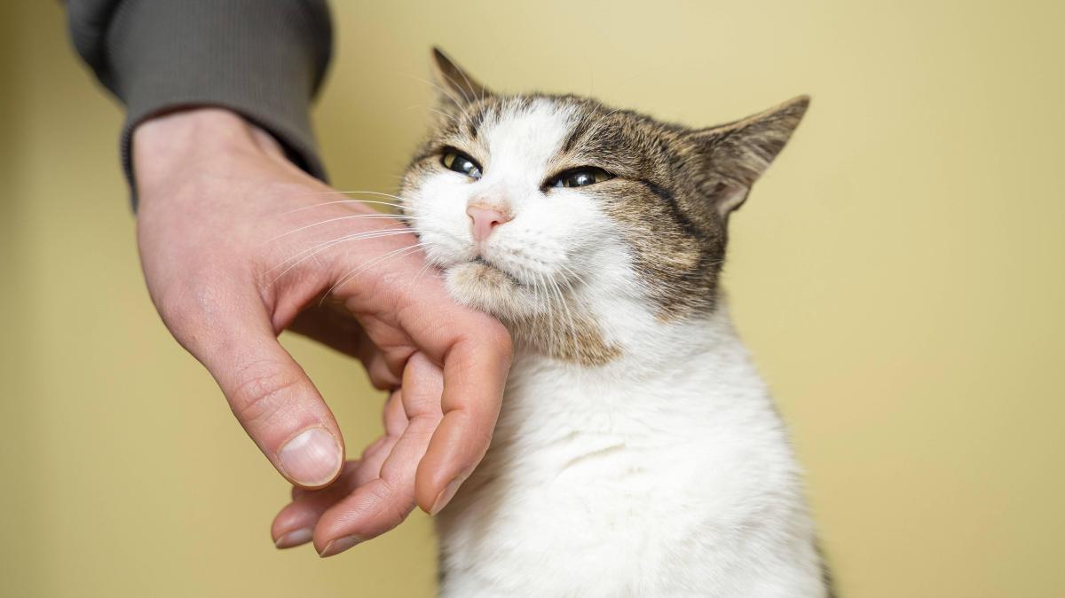Kündigung nach Tod einer Katze: Überraschung vor Gericht