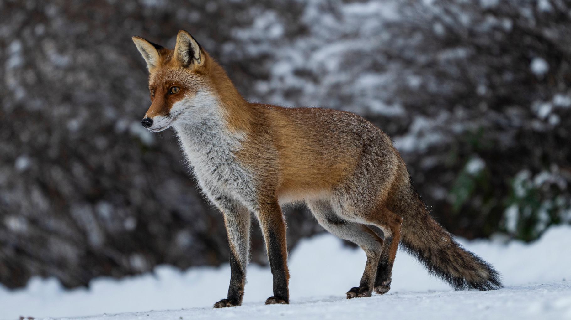 https://images.noz-mhn.de/img/49853334/crop/cbase_16_9-w1820-h1022/1149359718/777108273/imago845199336.jpg