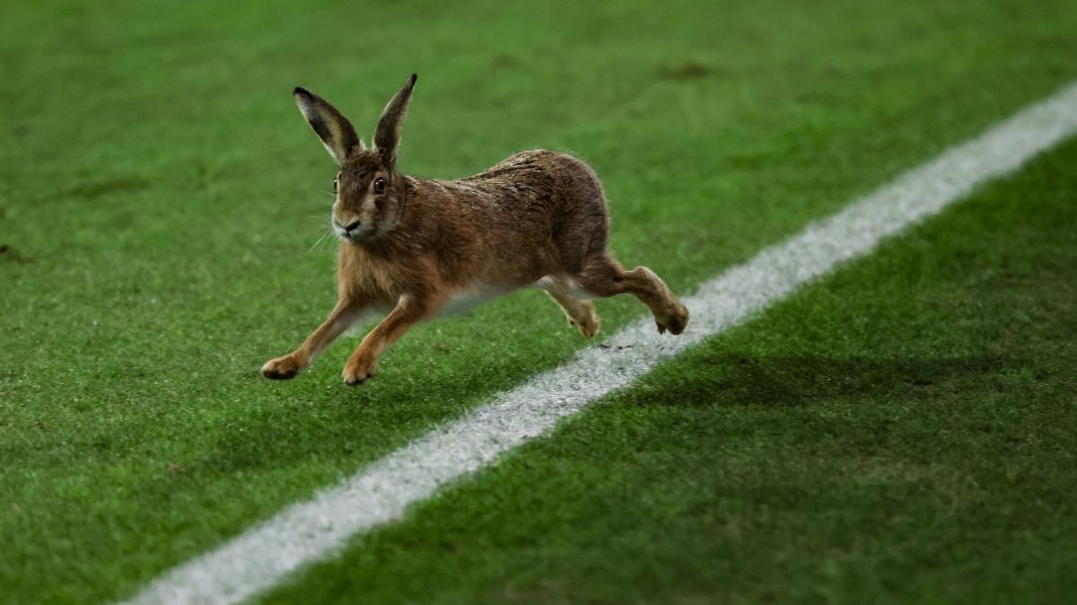 DFB-Pokalspiel-in-Kiel-Hase-sorgt-f-r-tierische-Halbzeitshow