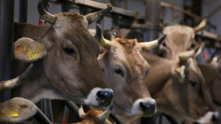 Per Rinder Niedersachsen will Anbindehaltung von Rindern verbieten