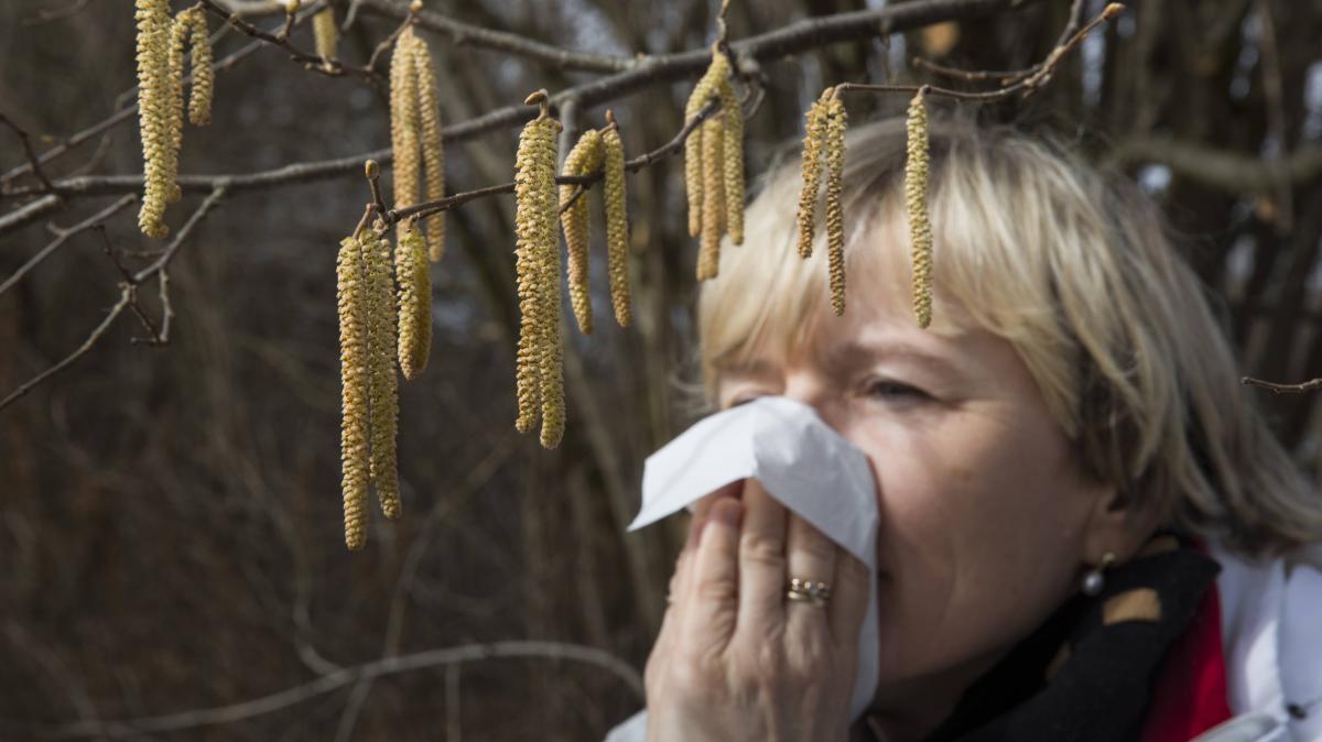 Hay fever already in winter: These pollens are to blame