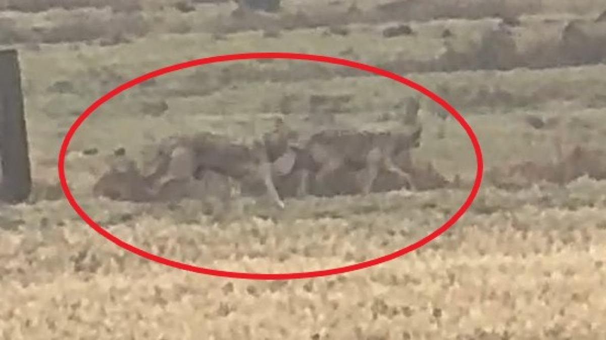 Wölfe in Barmstedt: Anwohner filmt zwei Tiere am Stadtrand