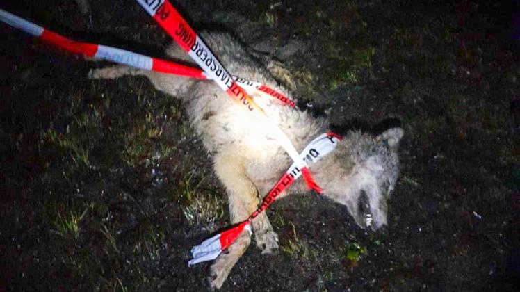 Der Wolf war nach dem Zusammenstoß auf der A23 sofort tot.