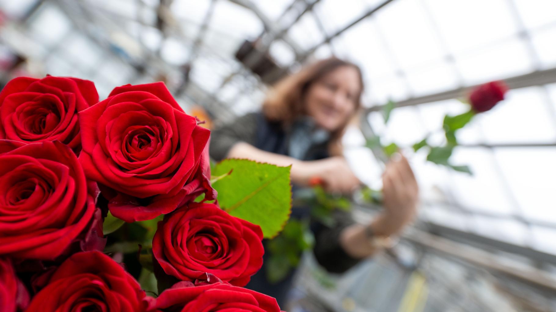 Stau im Blumenladen: Was bedeutet der Valentinstag für Floristen aus dem Osnabrücker Südkreis?
