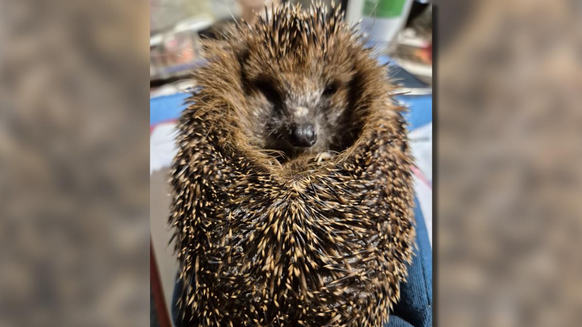 Delmenhorst hedgehog rescue on hibernation death — cat food helps