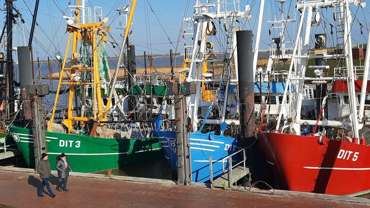 East Frisia: Crab fishermen defend themselves against DUH petition
