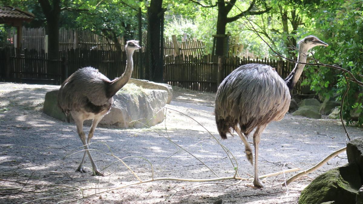Osnabrück Zoo fights against bird flu: Rheas die from H5N1