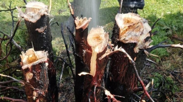 drachenblutbaum zimmerpflanze Drachenbaum