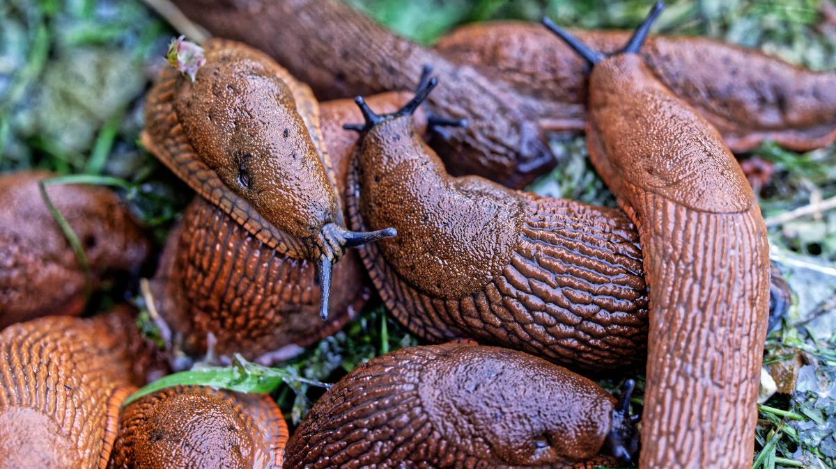 More slugs in Schleswig-Holstein: What already helps against pests
