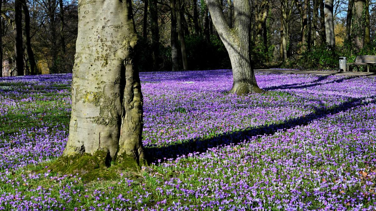 Why crocuses make you happy: The psychology behind it