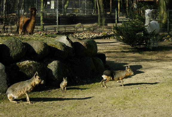 Schne Tierpark Neumnster Preise Ebenbild