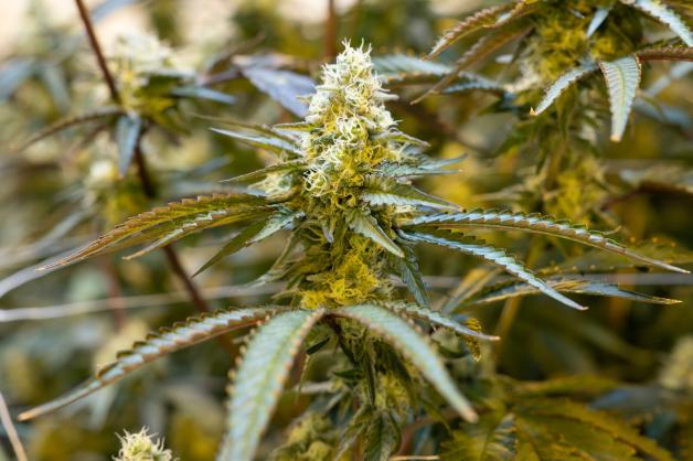 Netto verkauft Cannabis-Samen  aber nur in bestimmten Filialen