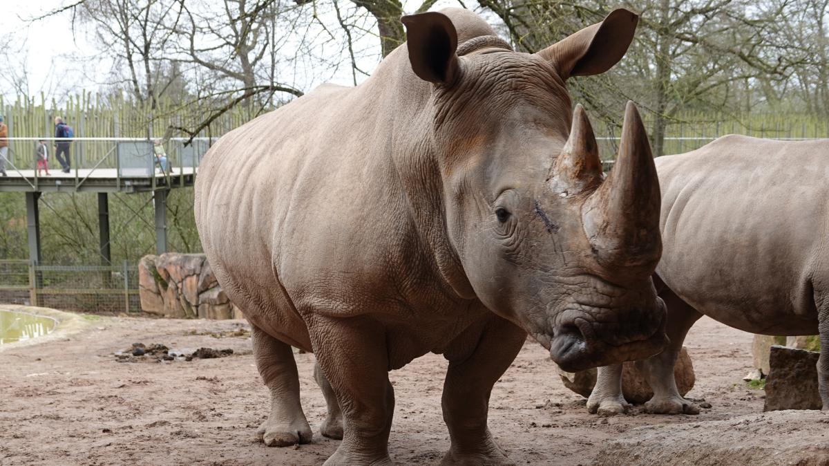Osnabrück Zoo expects rhino calf: birth imminent