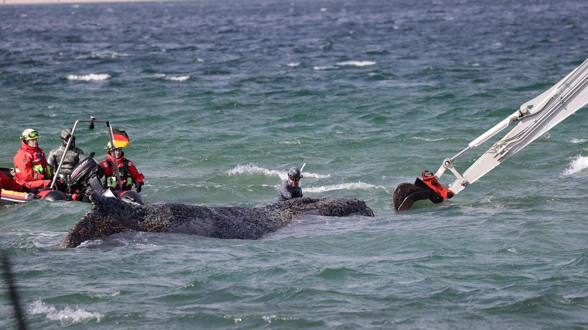 Wal-Drama in der Ostsee: Ist sein Schicksal schon besiegelt?