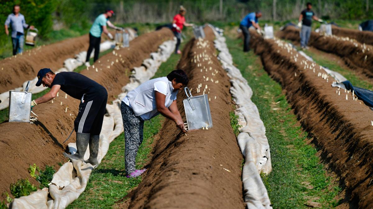 Agricultural associations: No more minimum wage for harvest workers