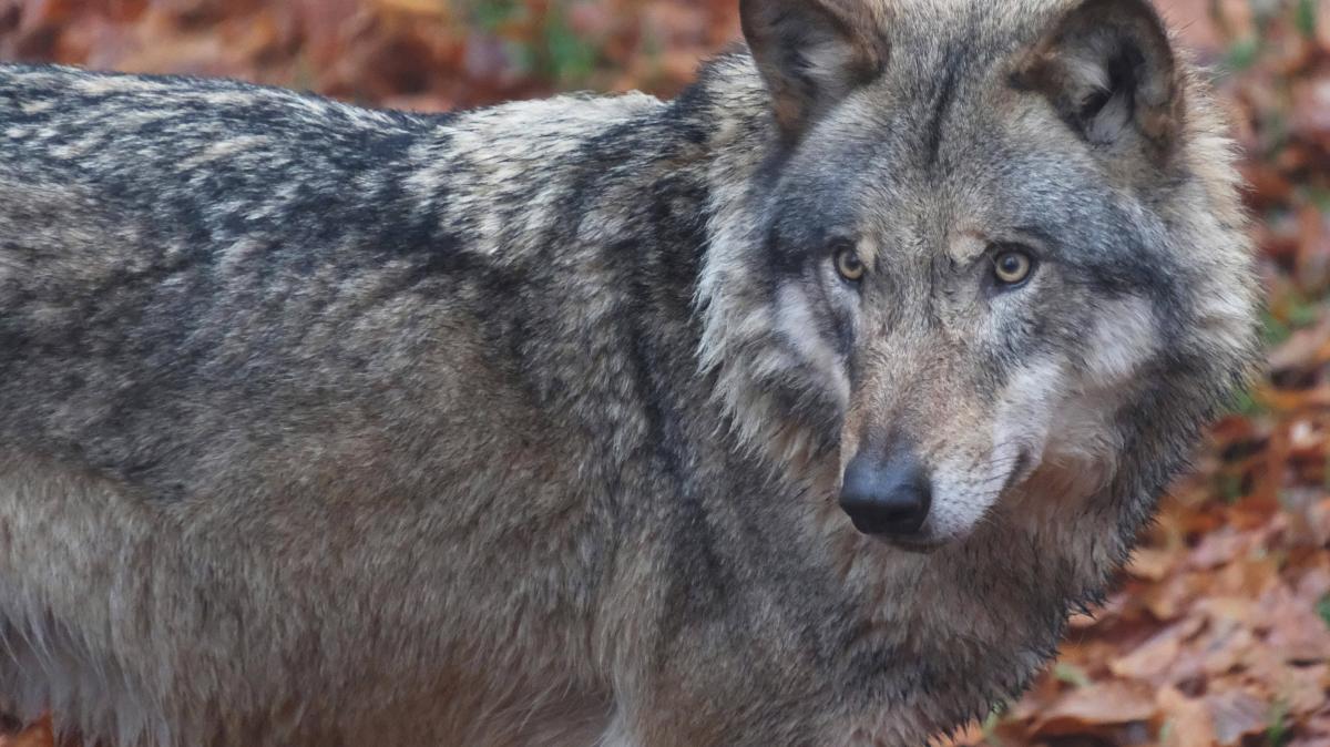 Wolf attack in Hamburg: What is the risk in the Pinneberg district?