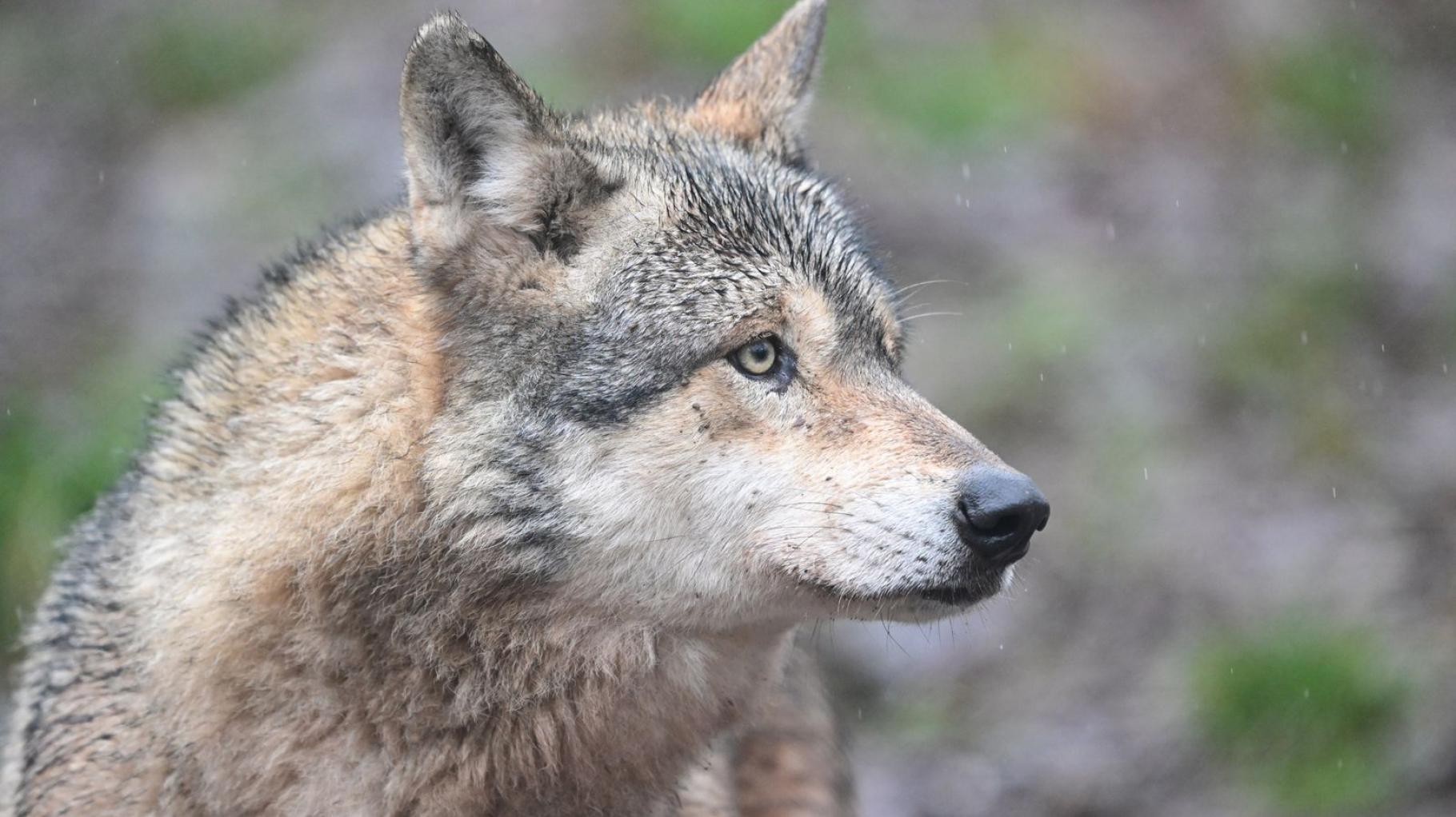Wolf greift Frau in Hamburg an – wo sich das Tier jetzt befindet
