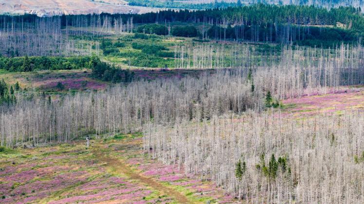 <p>Abgestorbene Fichten stehen zwischen Bad Harzburg und Torfhaus im Harz. (zu dpa: «Niedersachsens Klimarat nimmt die Arbeit auf»)</p>