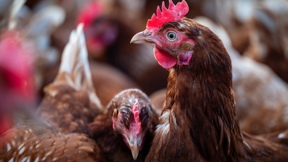 Leer district lifts mandatory indoor housing order following avian ...