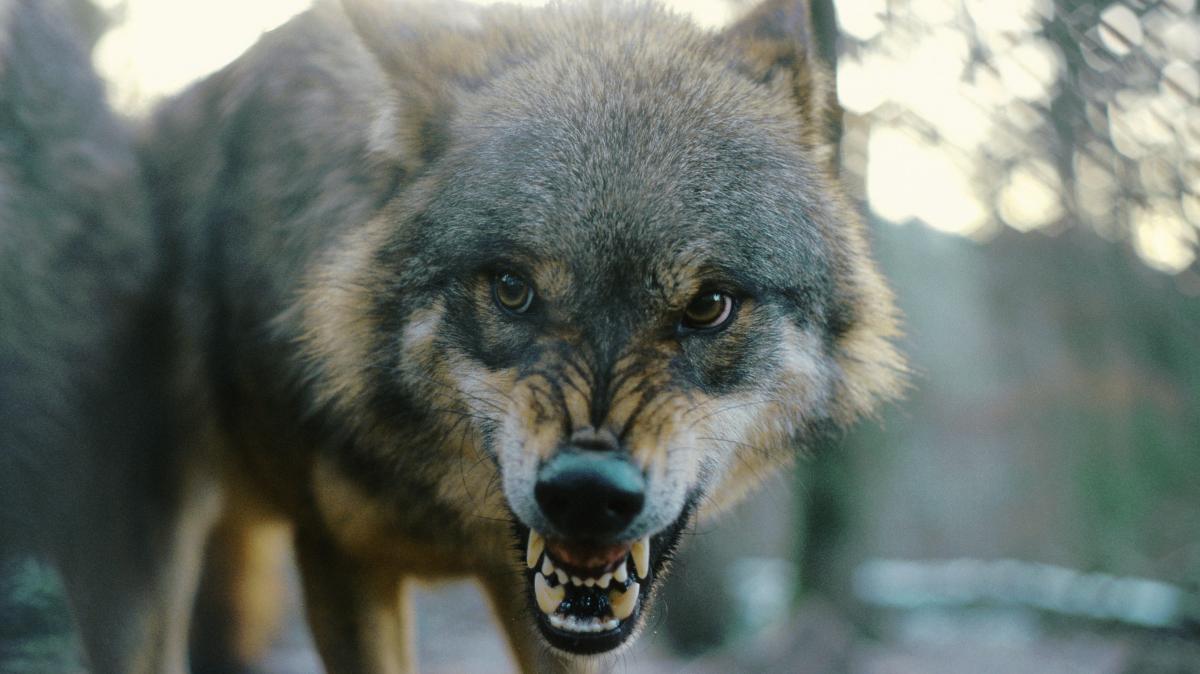 Der Wolf oder der Wal? Warum der Mensch das gefährlichste Tier ist