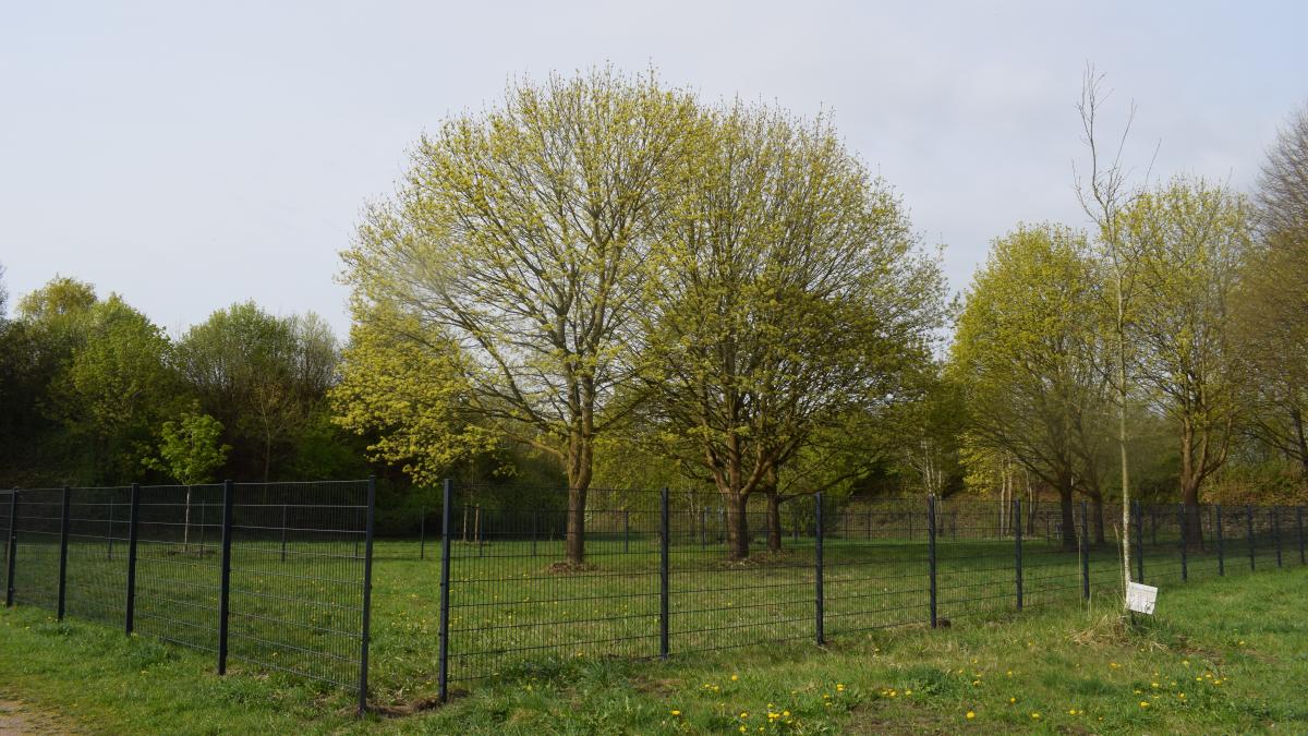 First dog park in Pinneberg will be built in Rosenfeld