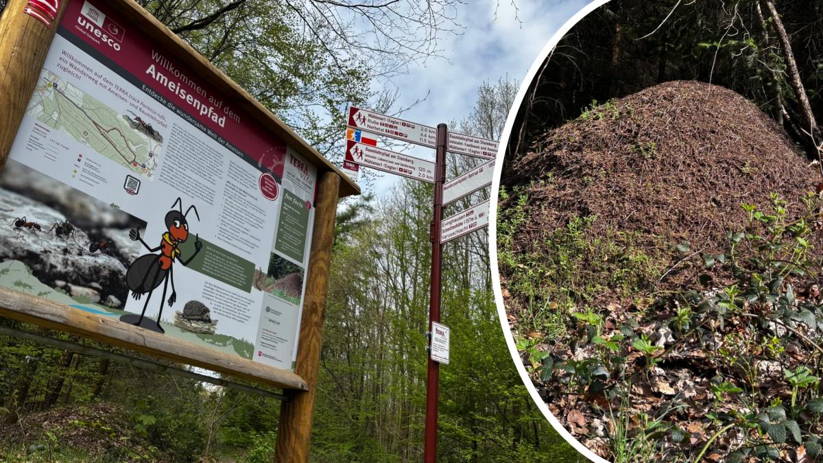 Die geheime Welt der Ameisen: Neuer Terra Track „Formica rufa“ in Evinghausen eröffnet - noz.de