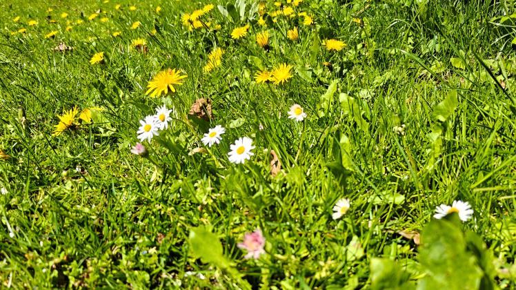 Kostenloses Saatgut fr Bienenweide ab 4. Mai in Kellinghusen