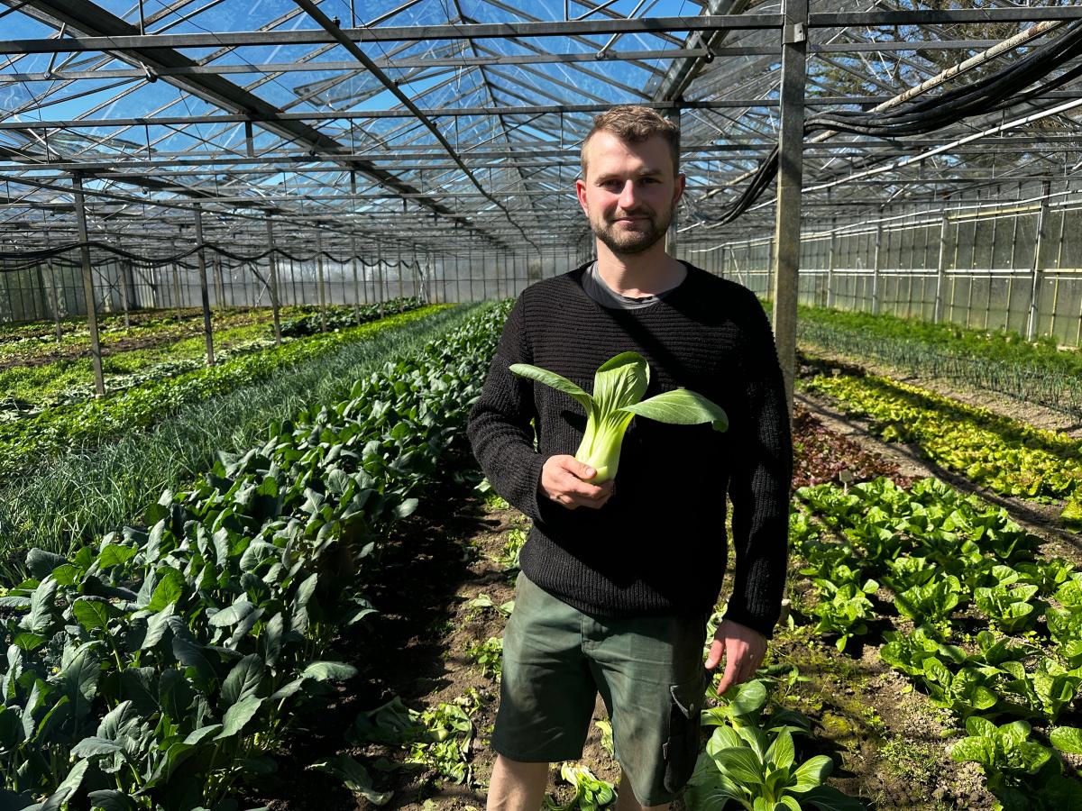 Pak Choi ist der Renner: Helge Hft baut exotisches Gemse an