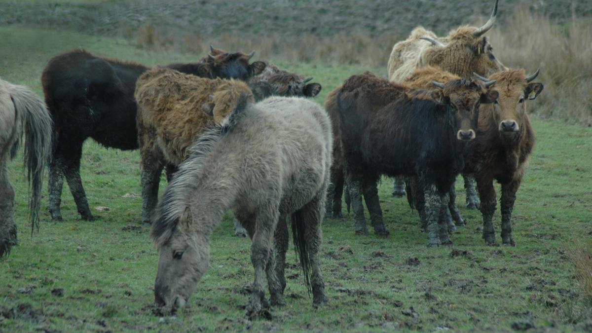 Penalty orders for animal cruelty in NABU herds in the Leer district