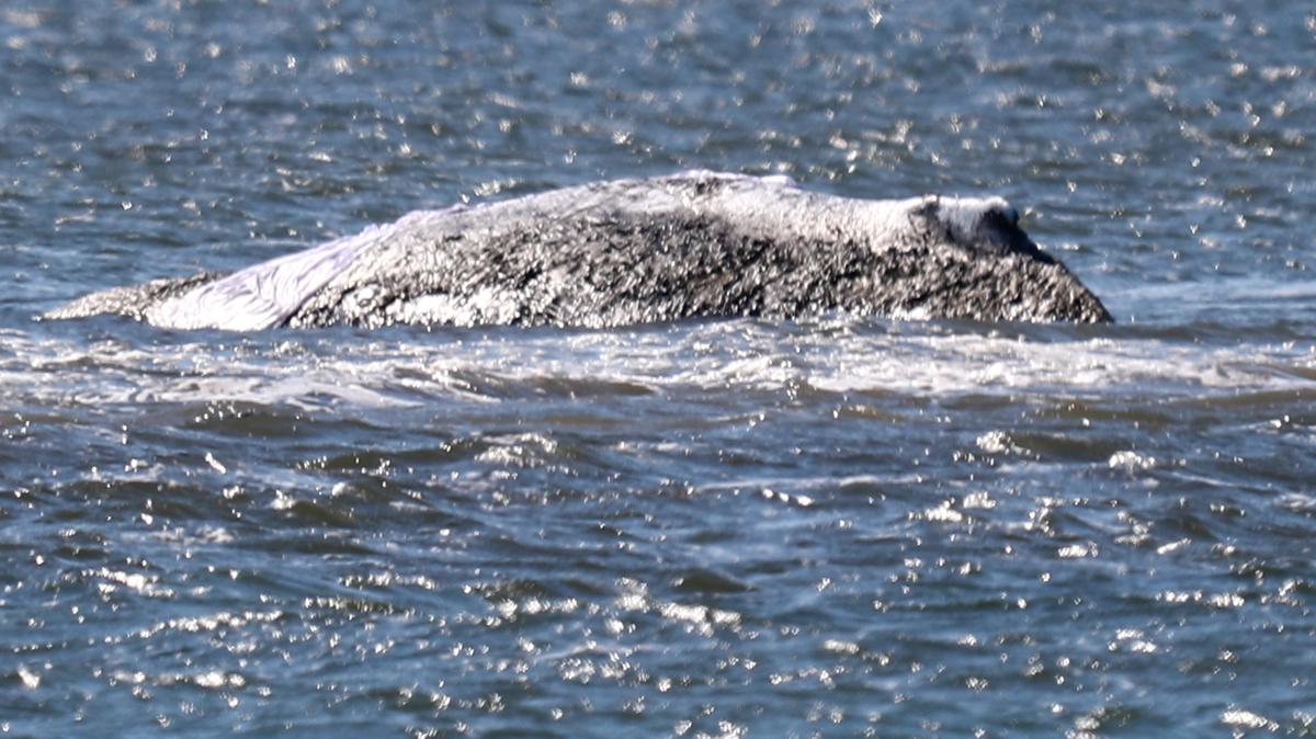 After whale rescue: Nobody really expected this