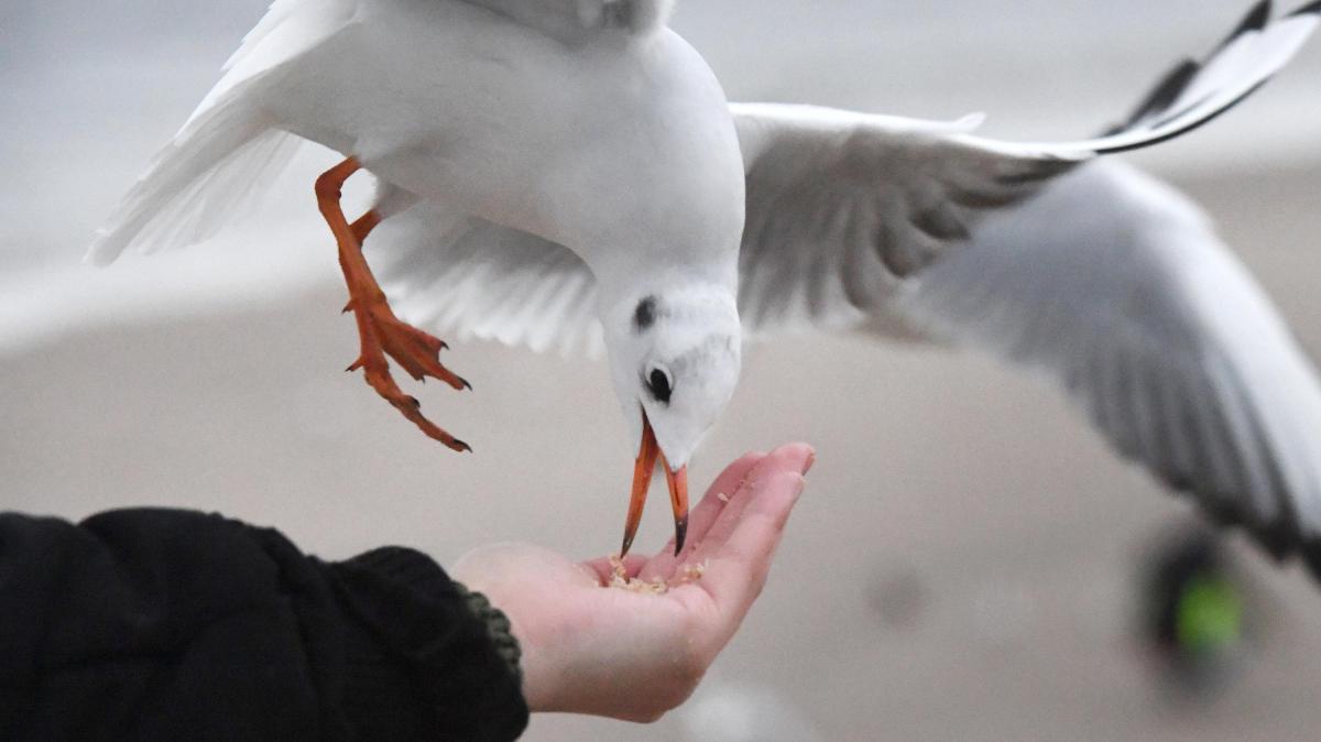 Möwen-Angriffe auf Urlauber: Füttern an der Ostsee wird verboten