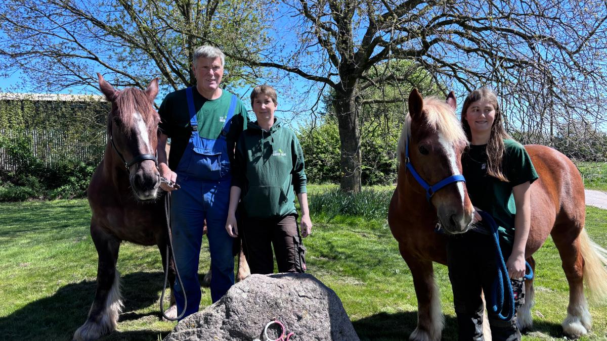 Schleswig Coldblood threatened: Family in Füsing fights for preservation