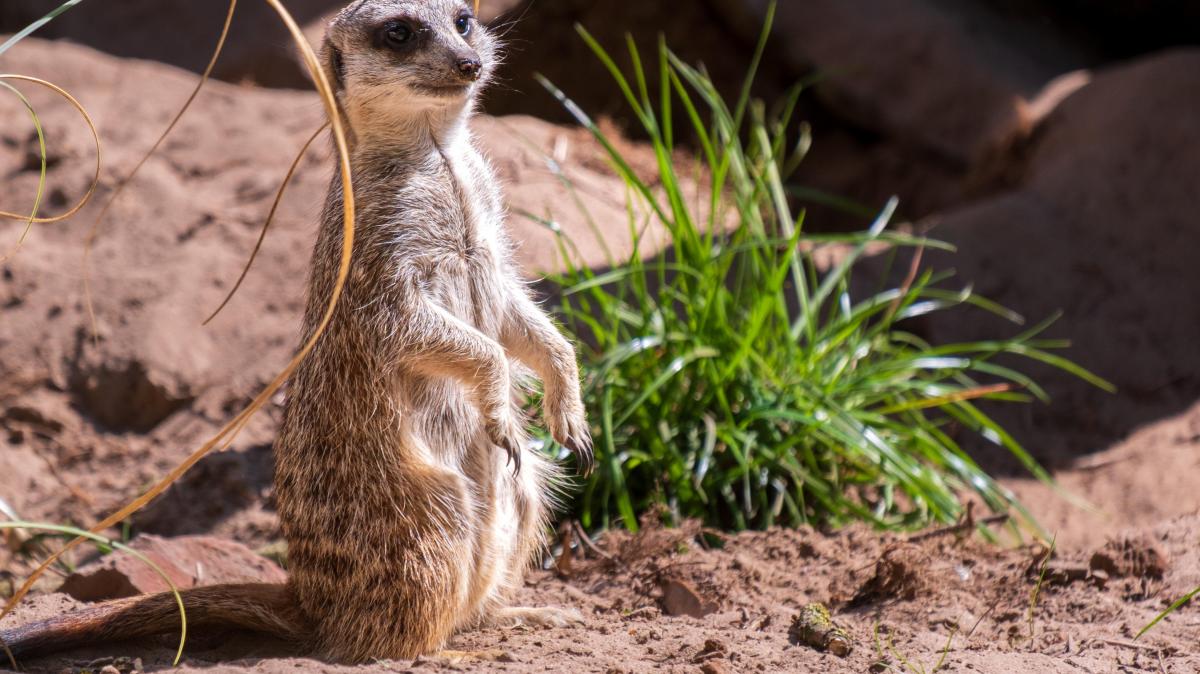Zoo Osnabrück: Erdmännchen beißt Besucher – Gehege wird umgebaut