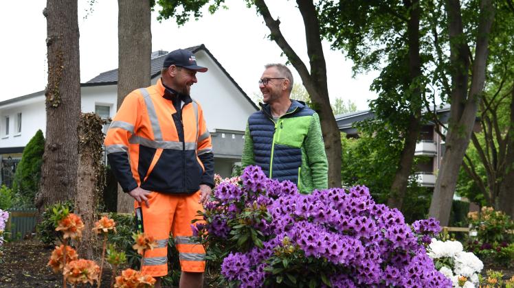 thuja 4m Thuja Smaragd – Moss Growers Direct