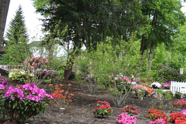 Der neue Barmstedter Seepark: Diese Pflanzen wachsen hier
