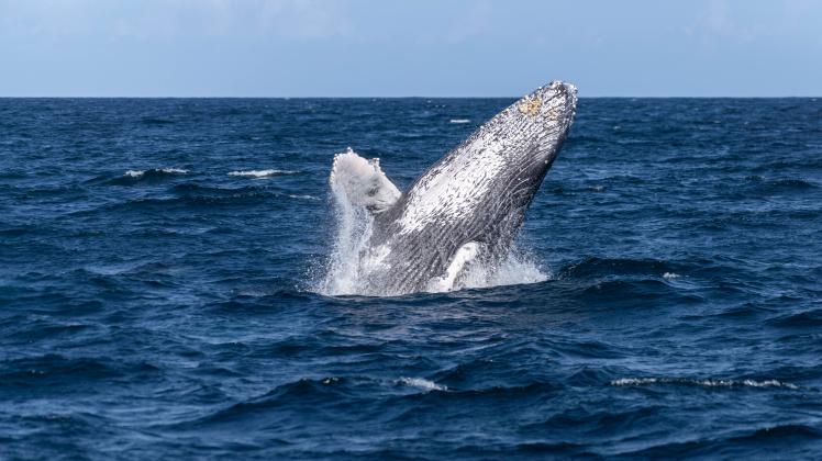 Springender Wal Toter Wal vor dänischer Insel Anholt entdeckt