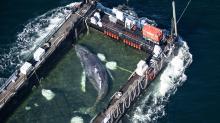 Der Wal liegt am Mittwochmorgen in einem gefluteten Lastschiff kurz vor der dänischen Grenze (Aufnahme aus einem Flugzeug). (zu dpa: „Timmy, ein Rettungsmärchen – Was bleibt vom Wal-Trubel?“)