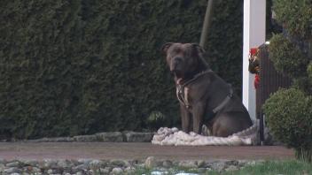 <p>Ein Hund der Rasse American Bully XL sitzt auf einer Decke. Eine Spaziergängerin hat einen leblosen Mann in einem Straßengraben entdeckt. Rettungskräfte konnten nur noch den Tod des 33-Jährigen feststellen. Als die Rettungskräfte eintrafen, wich ein Hund dem leblosen Mann nicht von der Seite. Nach ersten Ermittlungen der Beamten war der Tote der Halter des Hundes. (zu dpa: «Herrchen totgebissen - Bruder will Hund behalten»)</p>