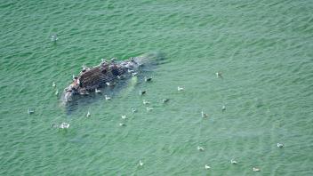Toter Wal vor dänischer Insel Anholt entdeckt