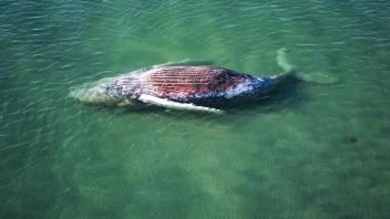 <p>Ein toter Wal liegt vor der dänischen Insel Anholt. (Luftaufnahme mit einer Drohne) (zu dpa: «Buckelwal «Timmy» ist tot – Rettungsversuch gescheitert»)</p>
