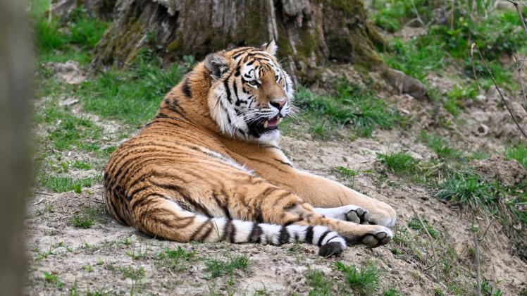 Tiger in Leipzig aus Gehege entkommen – Polizei erlegt Raubkatze